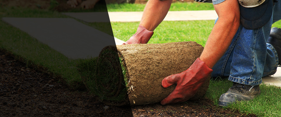 Marina Del Rey Landscapers